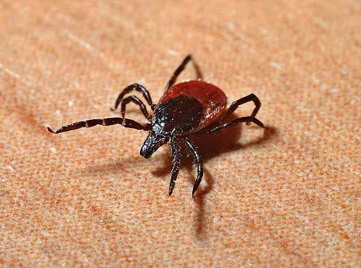Lyme disease is spread by ticks.