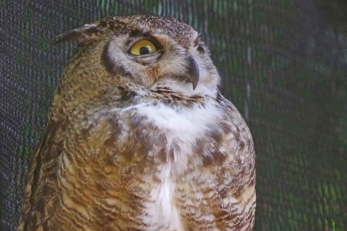 An owl prowl will often turn up a great horned owl.