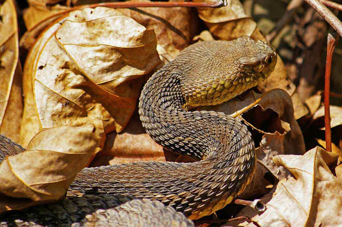 Pennsylvania rattlesnakes grow large.