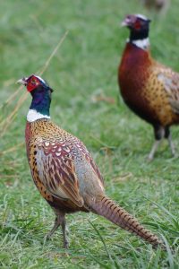 The pheasants stocked across Pennsylvania this year are of the "blue" strain.