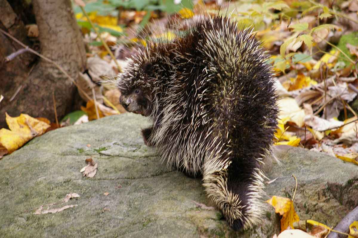Porcupines are covered in quills.