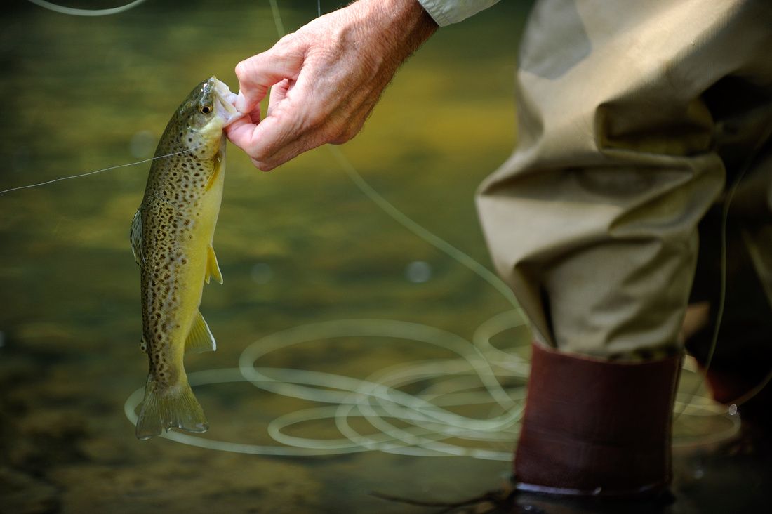 Wild trout are found in more parts of Pennsylvania than might have been expected.