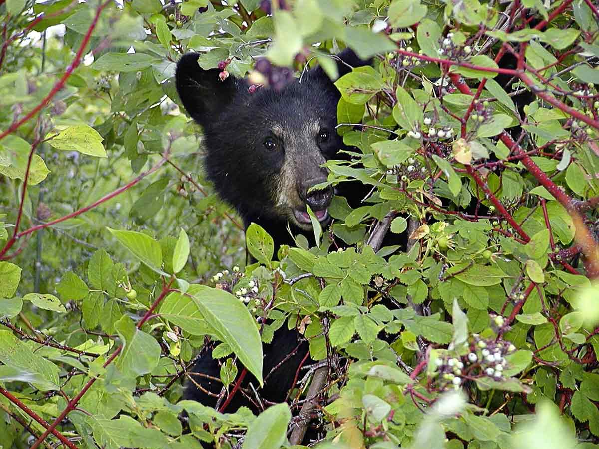 Interest in archery bear hunting is expected to climb in Pennsylvania.