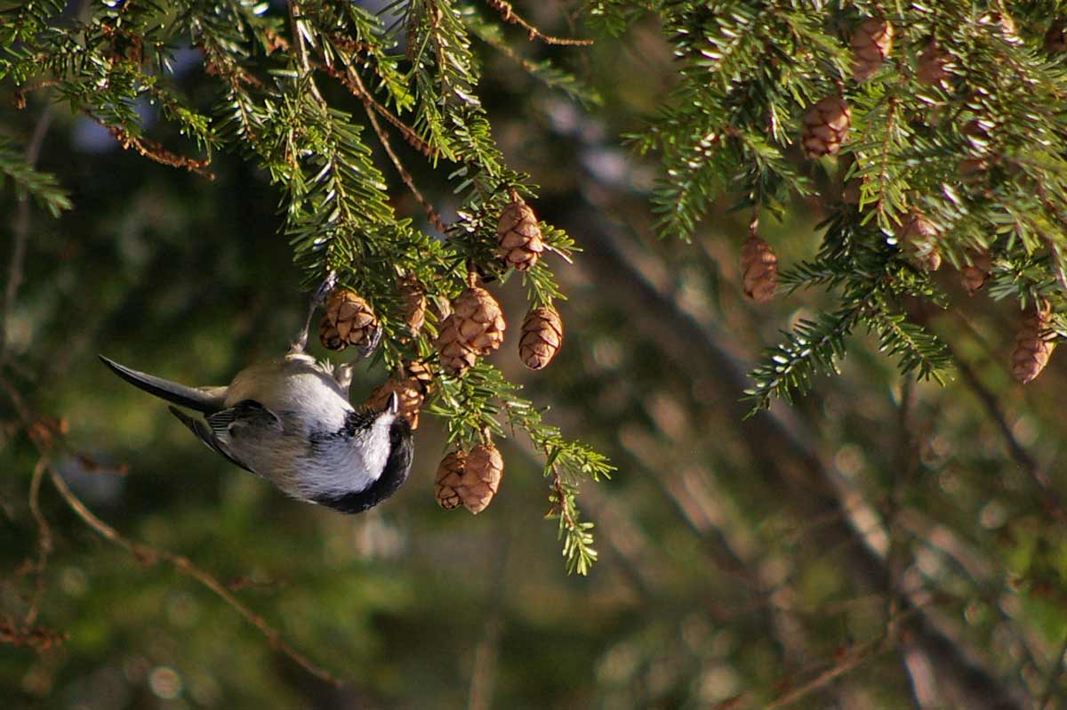 The Great Backyard Bird Count will surely lead to sightings of chickadees.