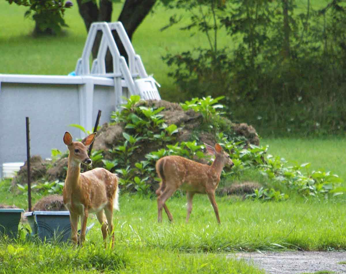Backyard wildlife can include anything from butterflies to deer.