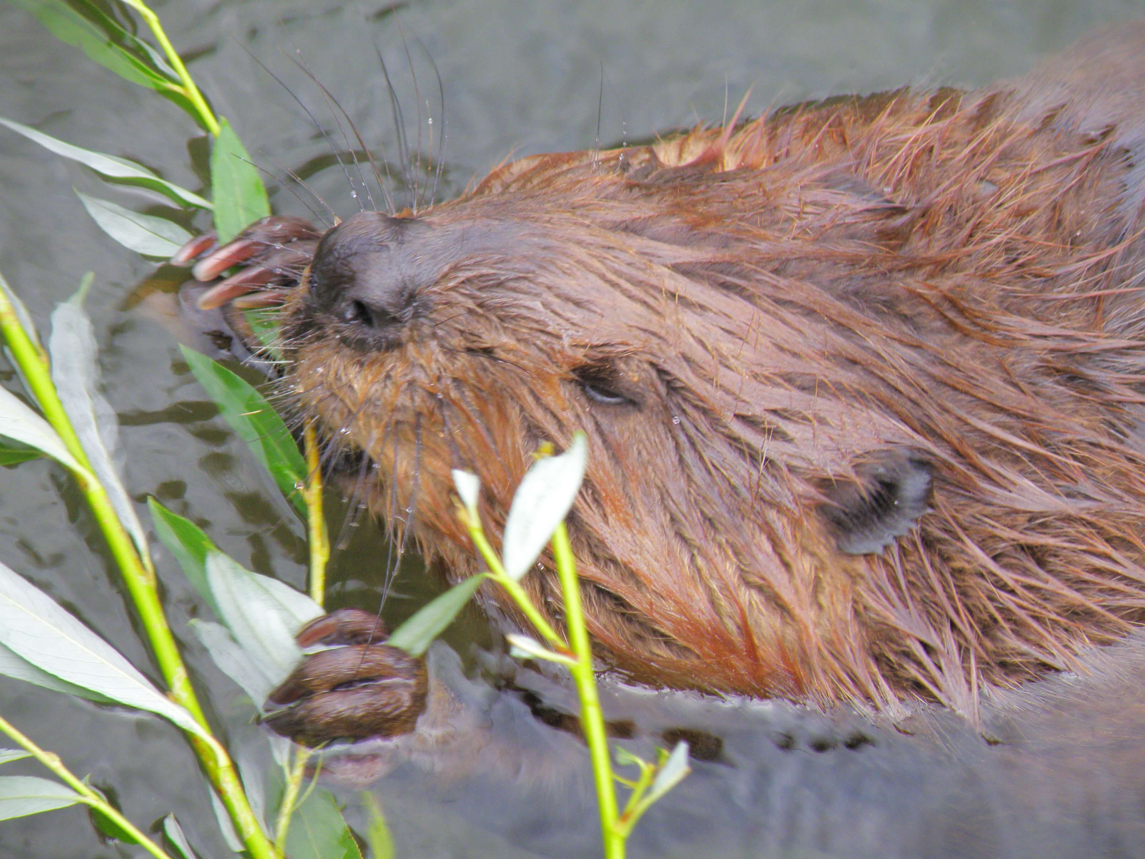 Pennsylvania trappers take more than 12,000 beavers annually, on average.
