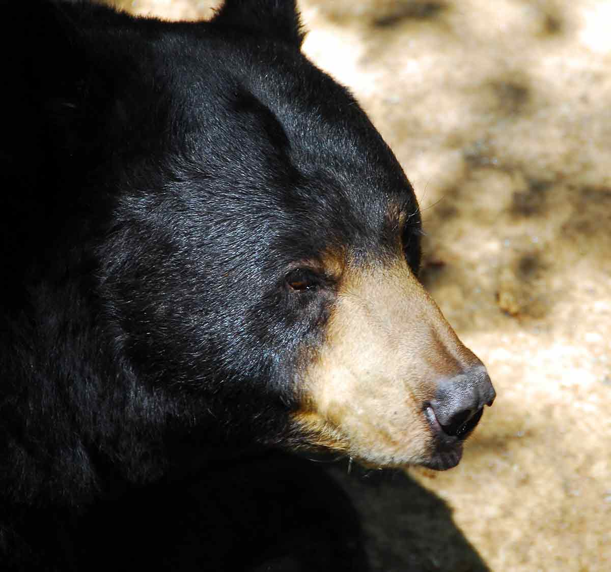 Bear kill still lagging and other outdoor news EverybodyAdventures