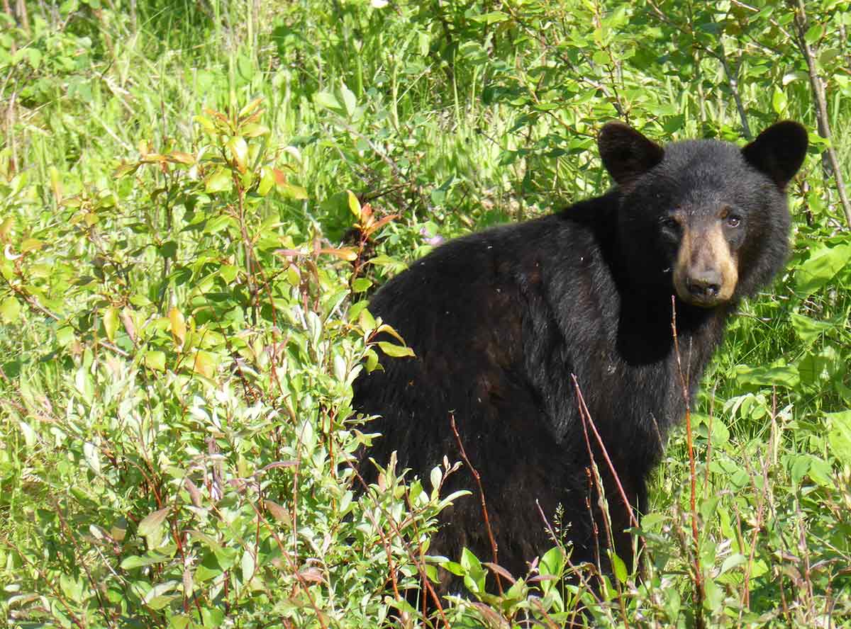 The key to finding black bears is scouting and research.