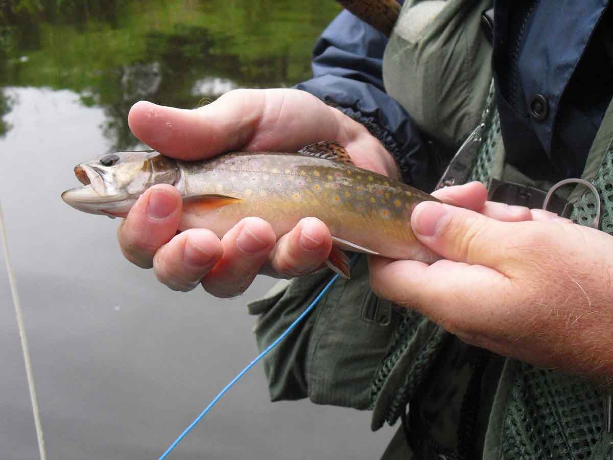 Brook trout are sometimes impacted by gill lice.