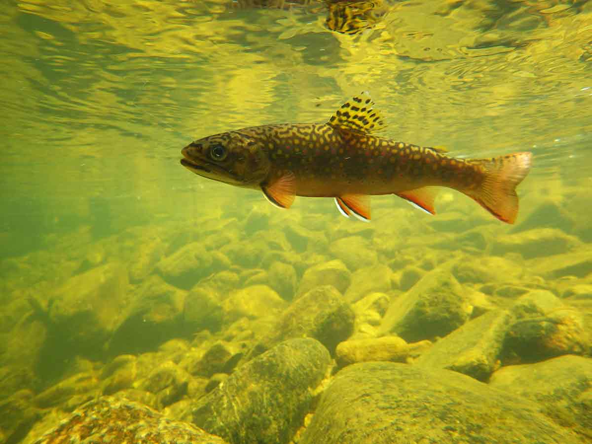 The brook trout trail may expand in 2019.