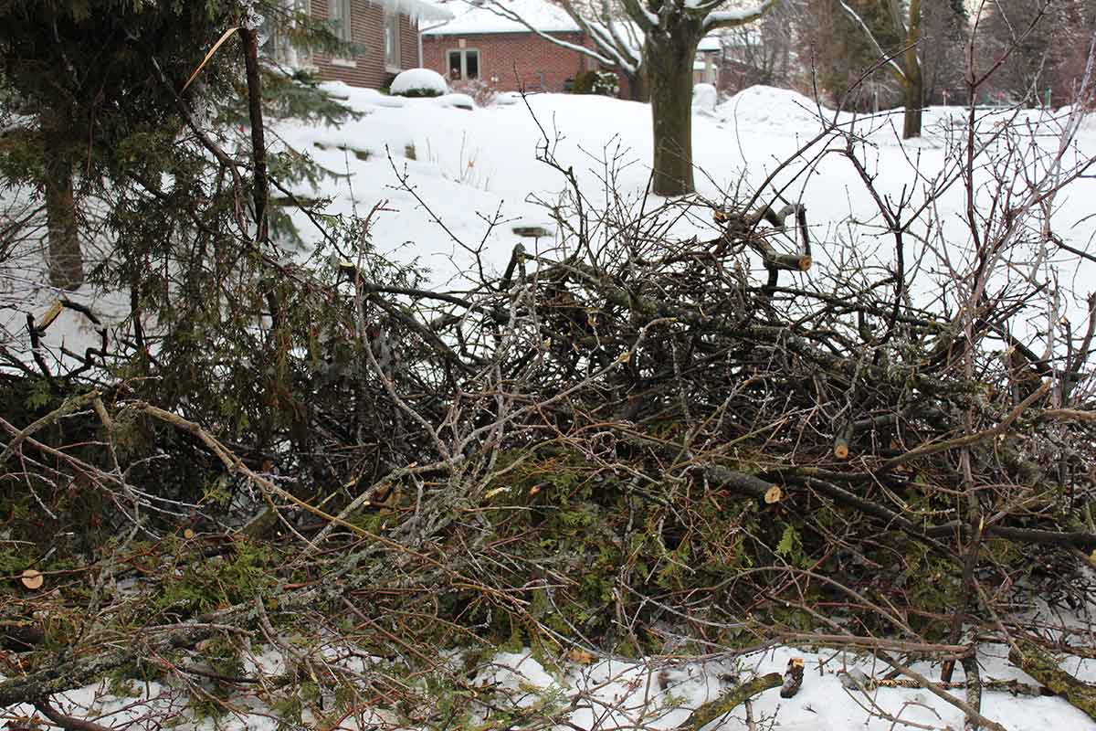 Brush piles attract all sorts of critters.