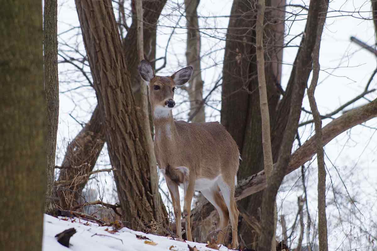 Concurrent deer seasons are no longer the norm in Pennsylvania.