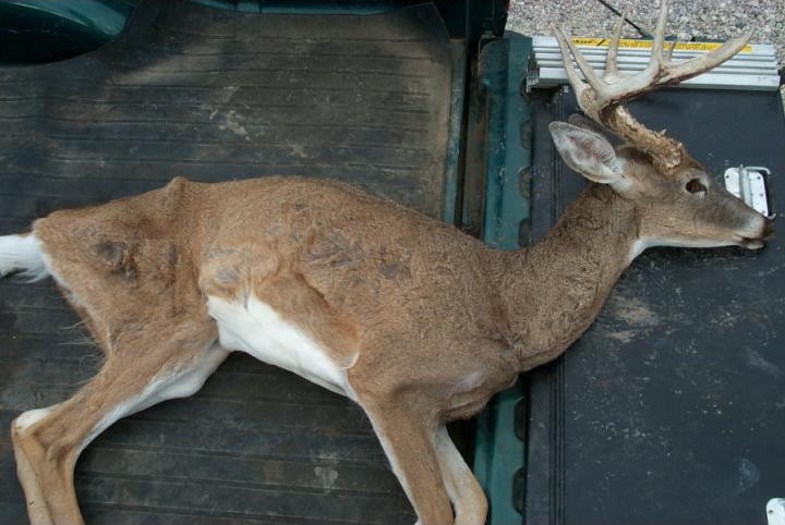 Chronic wasting disease threatens deer herds and hunting.