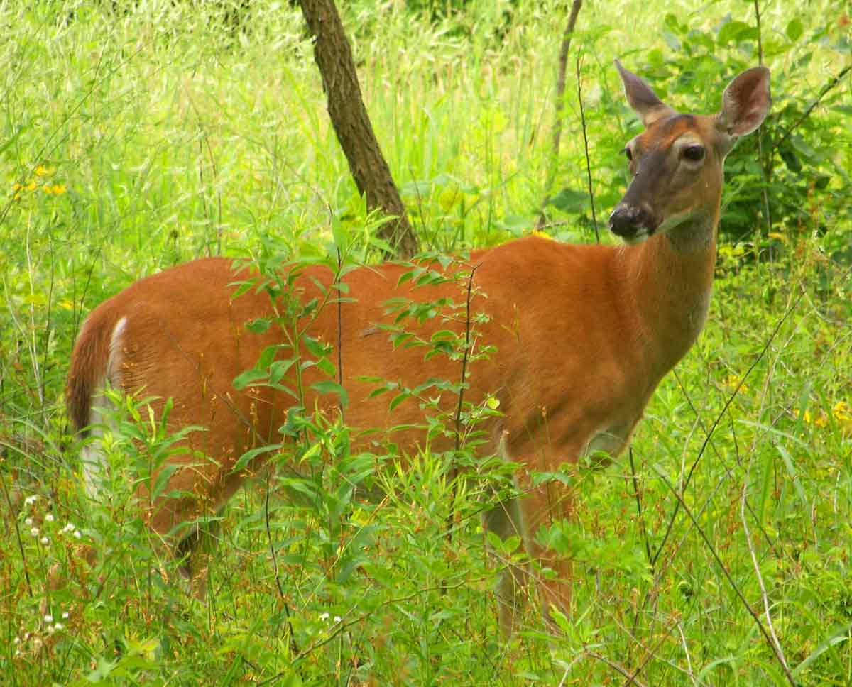 CWD-positive deer are a concern.