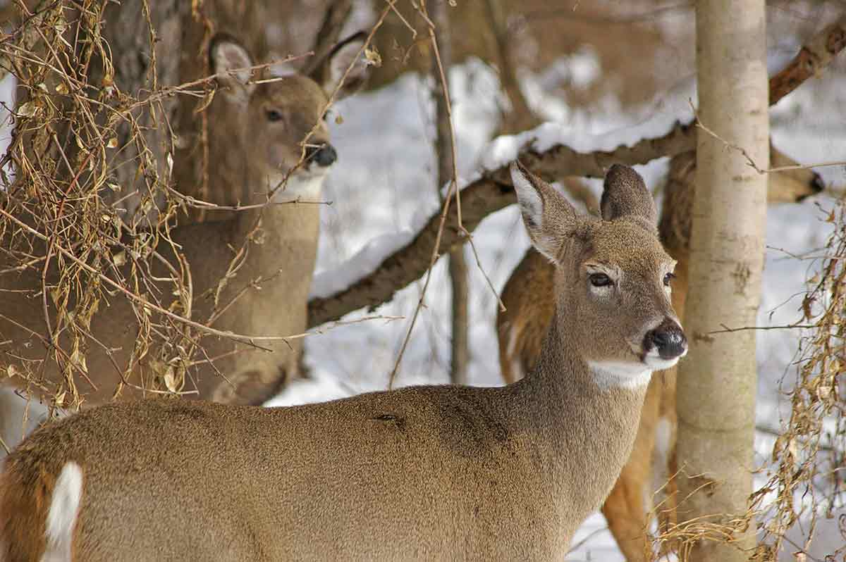 Aging deer is a skill that can be learned.