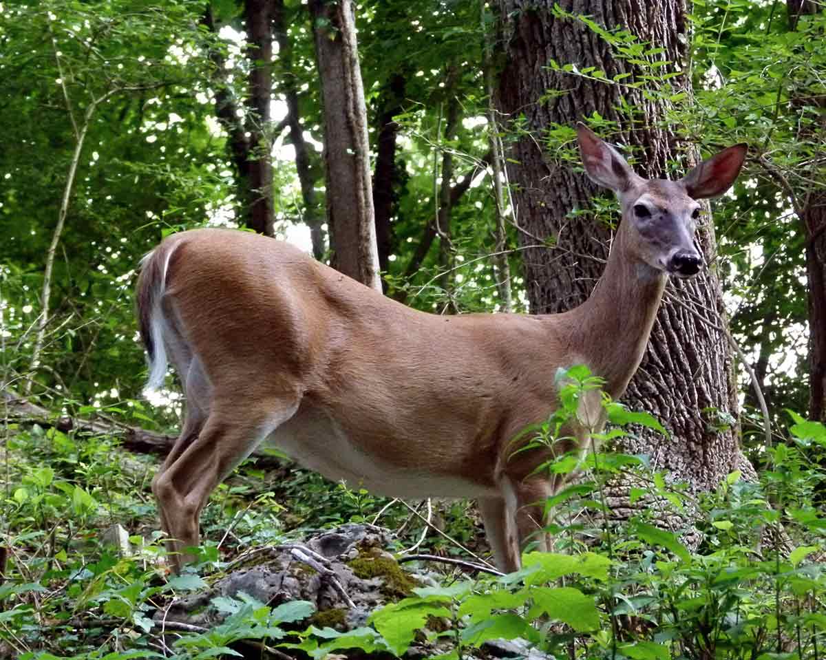 Chronic wasting disease and a deer farm have been linked.