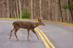 Animals crossing the road lead to deer vehicle collisions. 