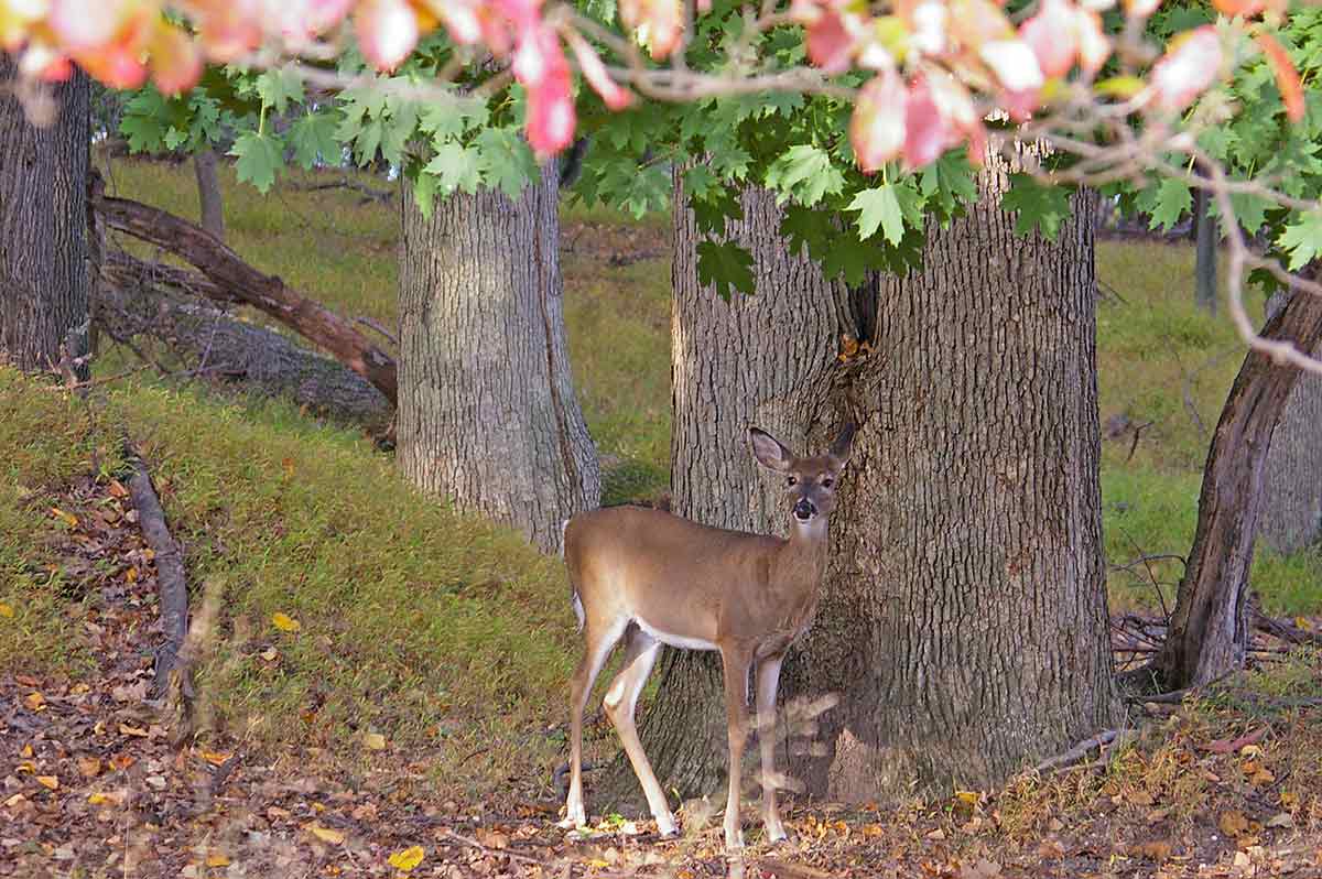 Getting a handle on deer disease requires cooperation from sportsmen.