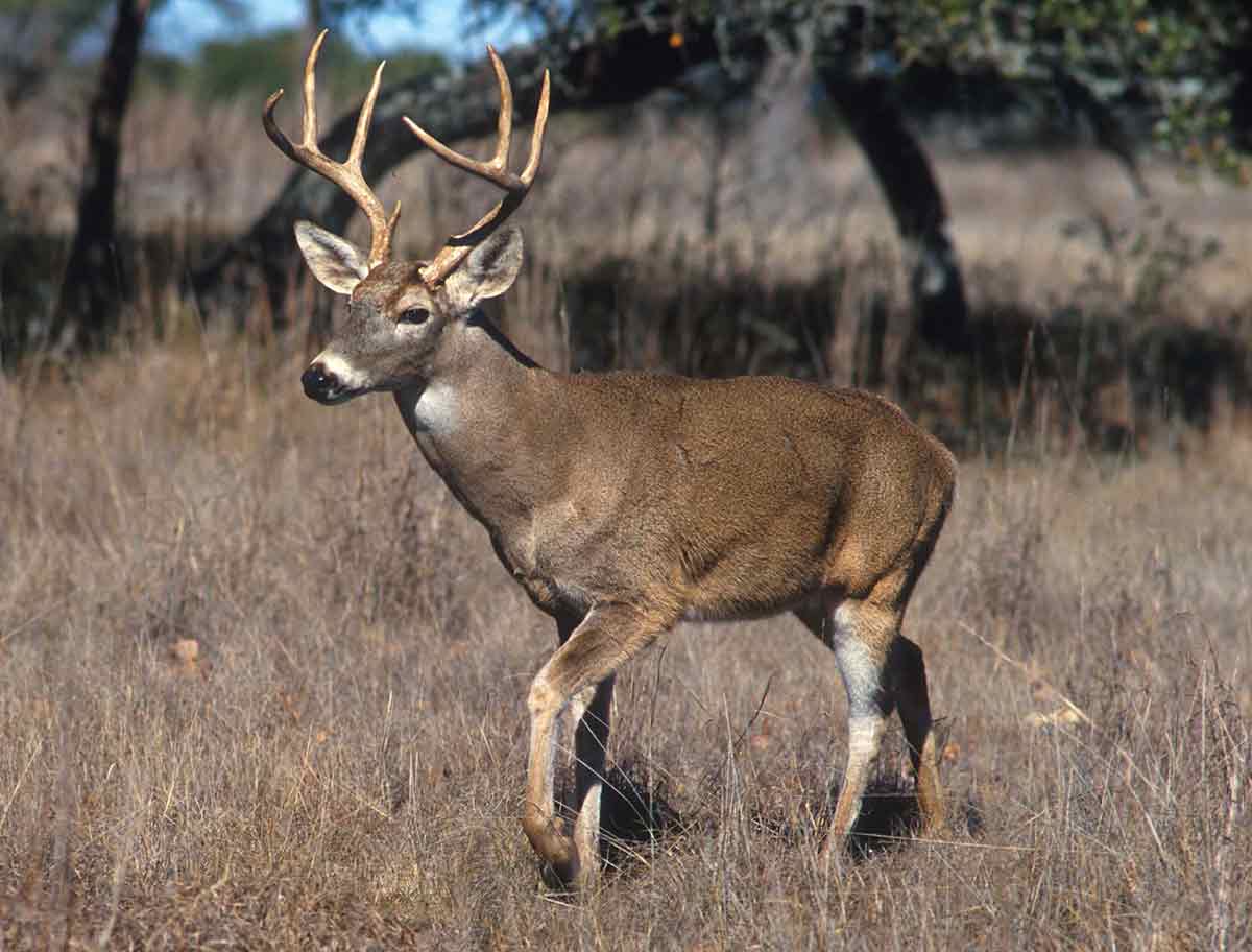 The whitetail rut peaks in mid-November each year.