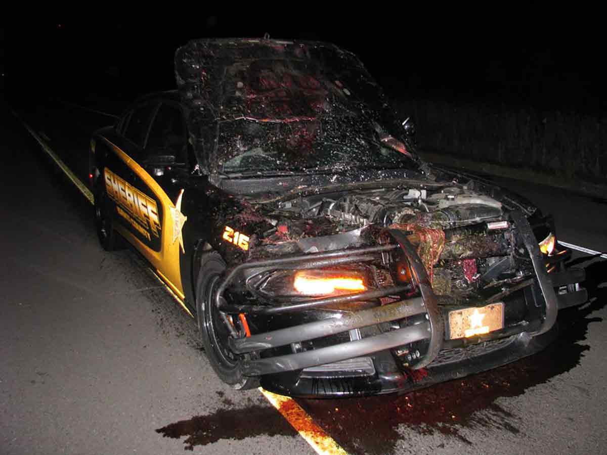 Deer vehicle collisions can be deadly.