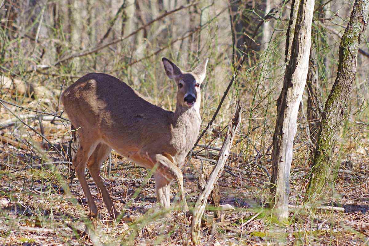 Doe licenses go on sale later this summer.