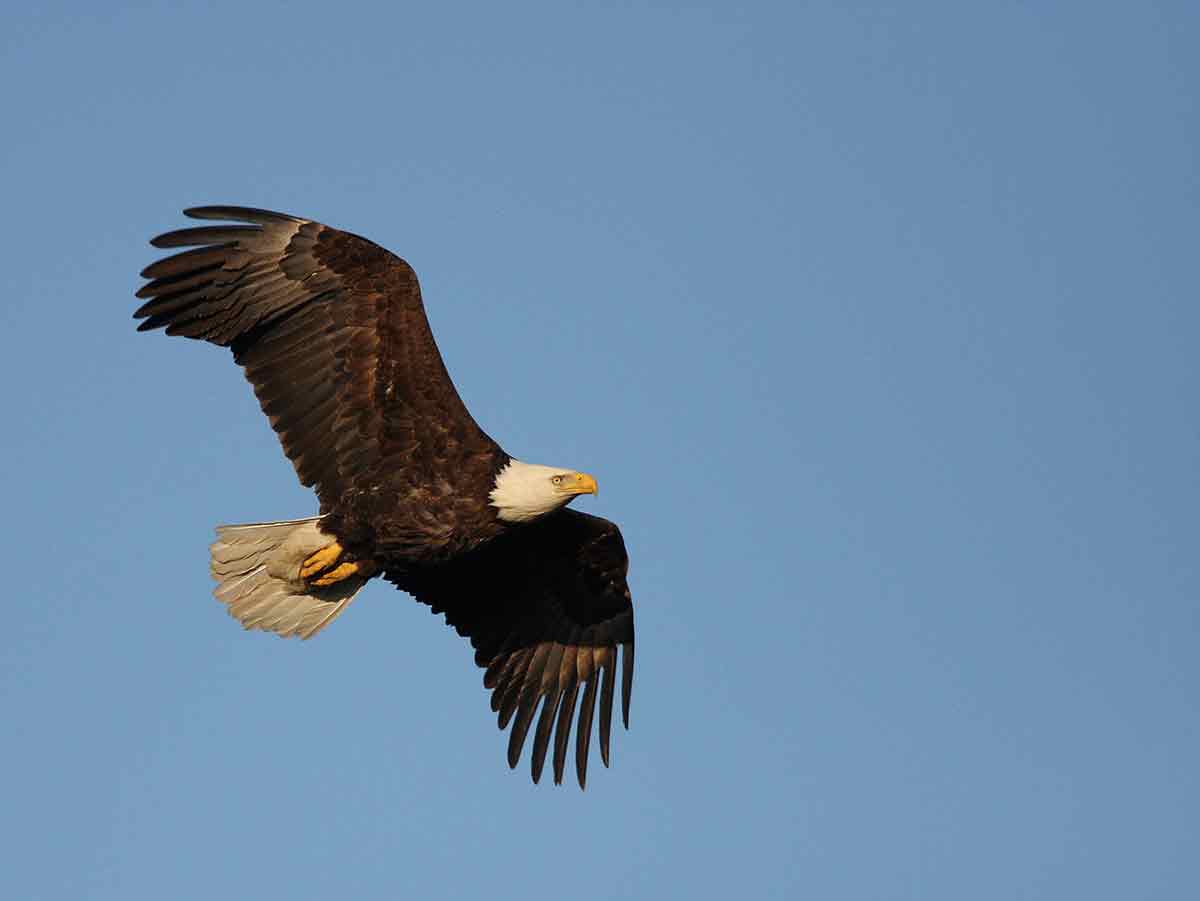 Eagle numbers are increasing.
