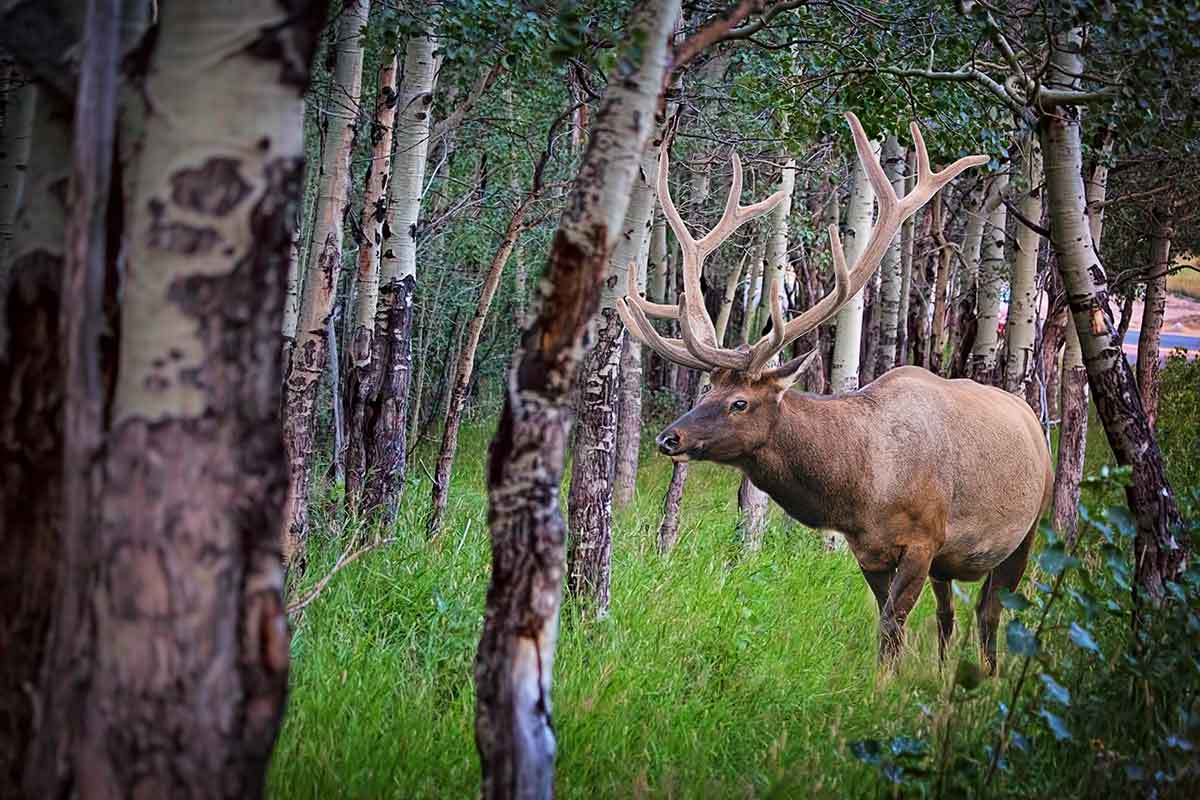 Elk hunting is popular.