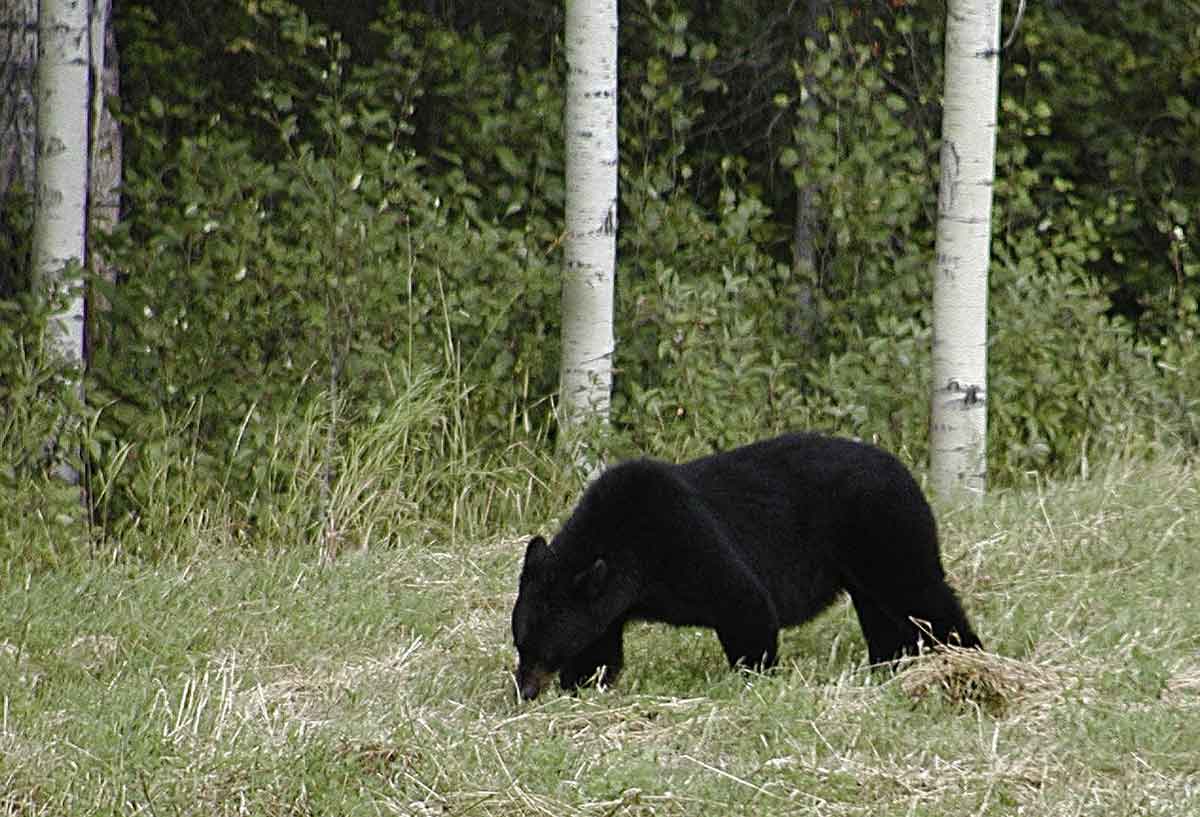 Expanded bear hunting will mean more opportunity.