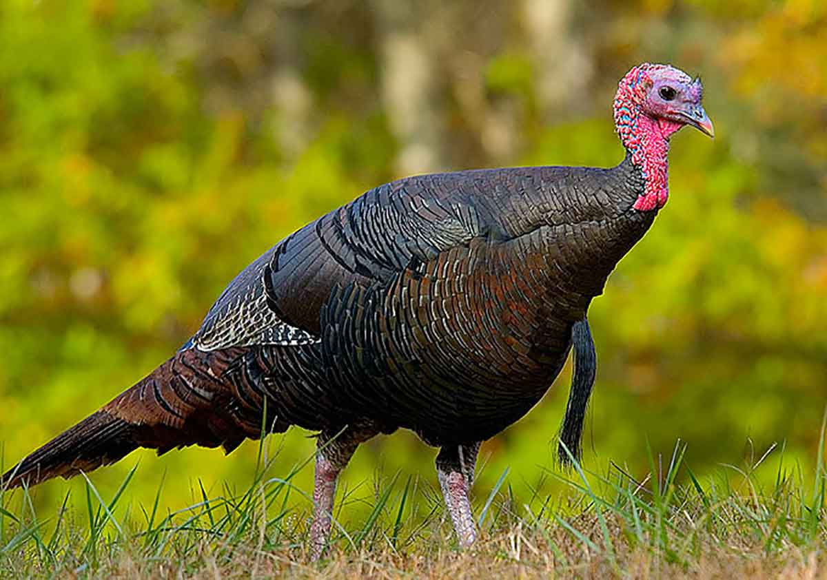 Fall turkey hunting is underway.