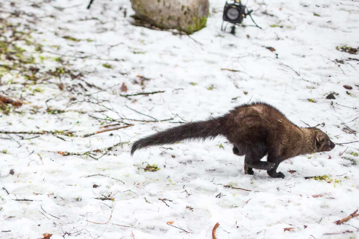 Fishers are a member of the weasel family.