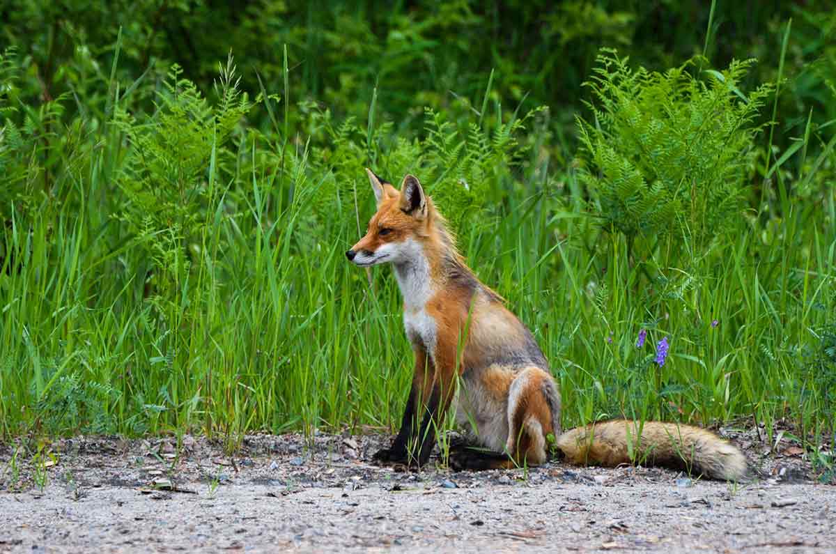 Coyotes and foxes can co-exist in urban settings.