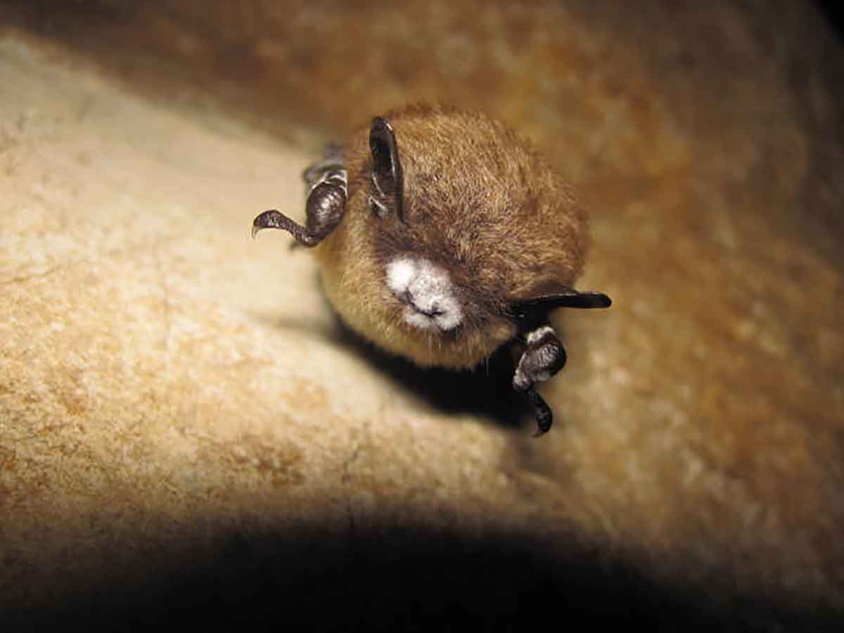 Hibernating bats are in trouble.