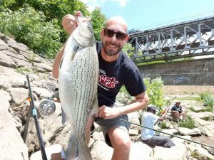 Hybrid striped bass are terrific fighters.