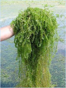 Hydrilla is not favored by some fish species.