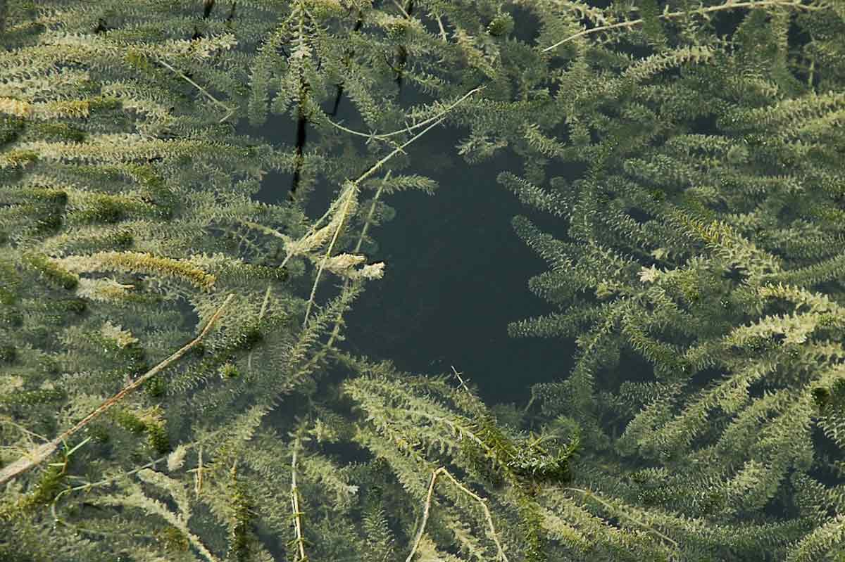 Hydrilla can cause many problem for anglers and boaters.