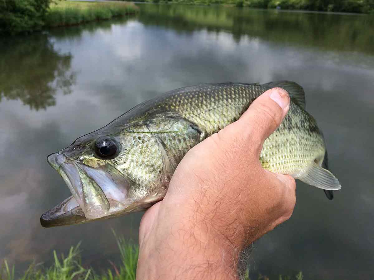 Largemouth bass are benefitting from teh presence of gizzard shad in Bradys Run Lake.