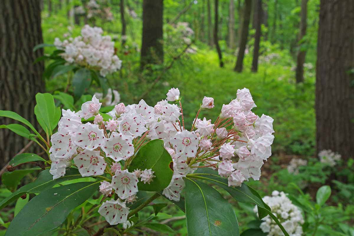 Mountain Laurel Is A Beautiful If Deceptively Wicked Symbol Of Summer