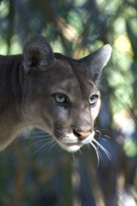 Hunting of mountain lions may soon be an issue.