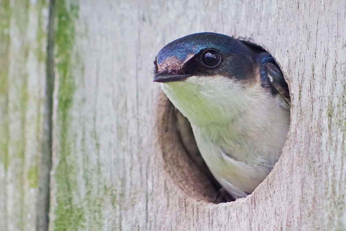 Nest boxes attract birds of all types.