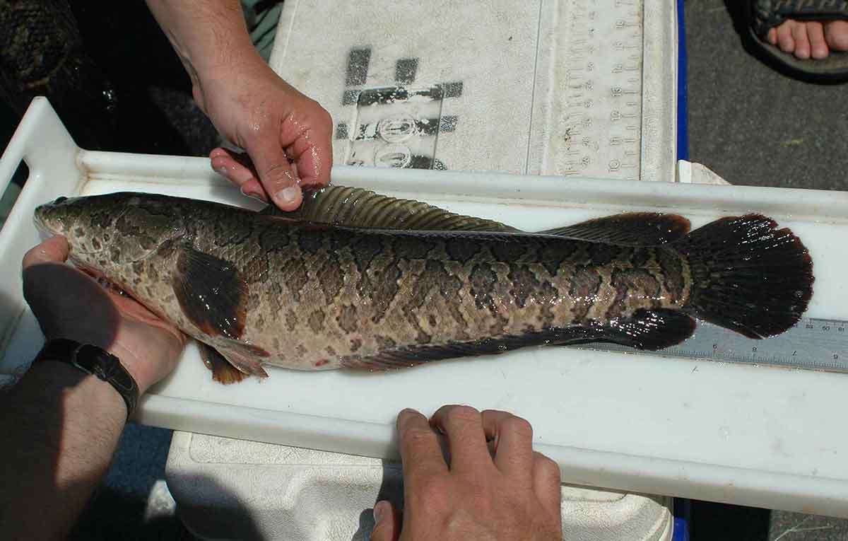 Northern snakeheads are hardy fish.