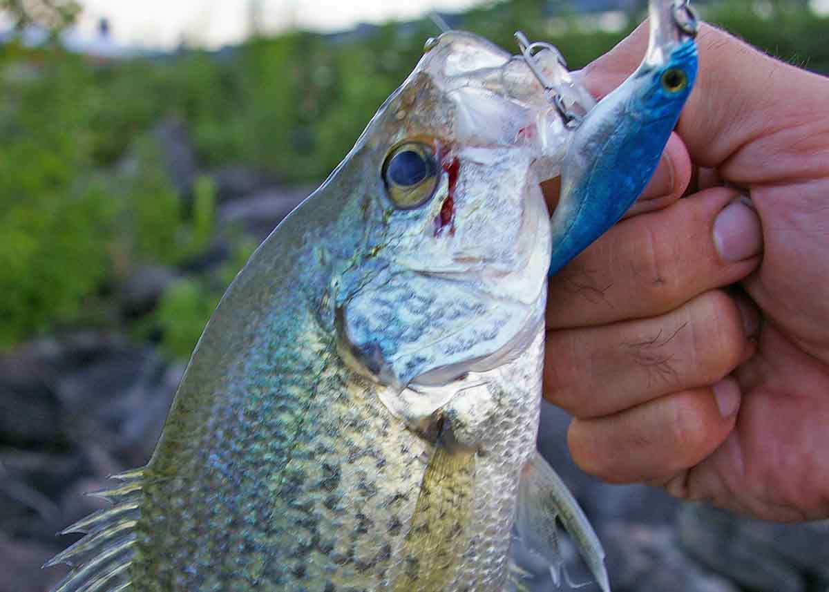 Panfish enhancement rules could mean bigger crappies.