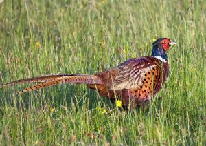 Pheasant permit sales are going slowly.