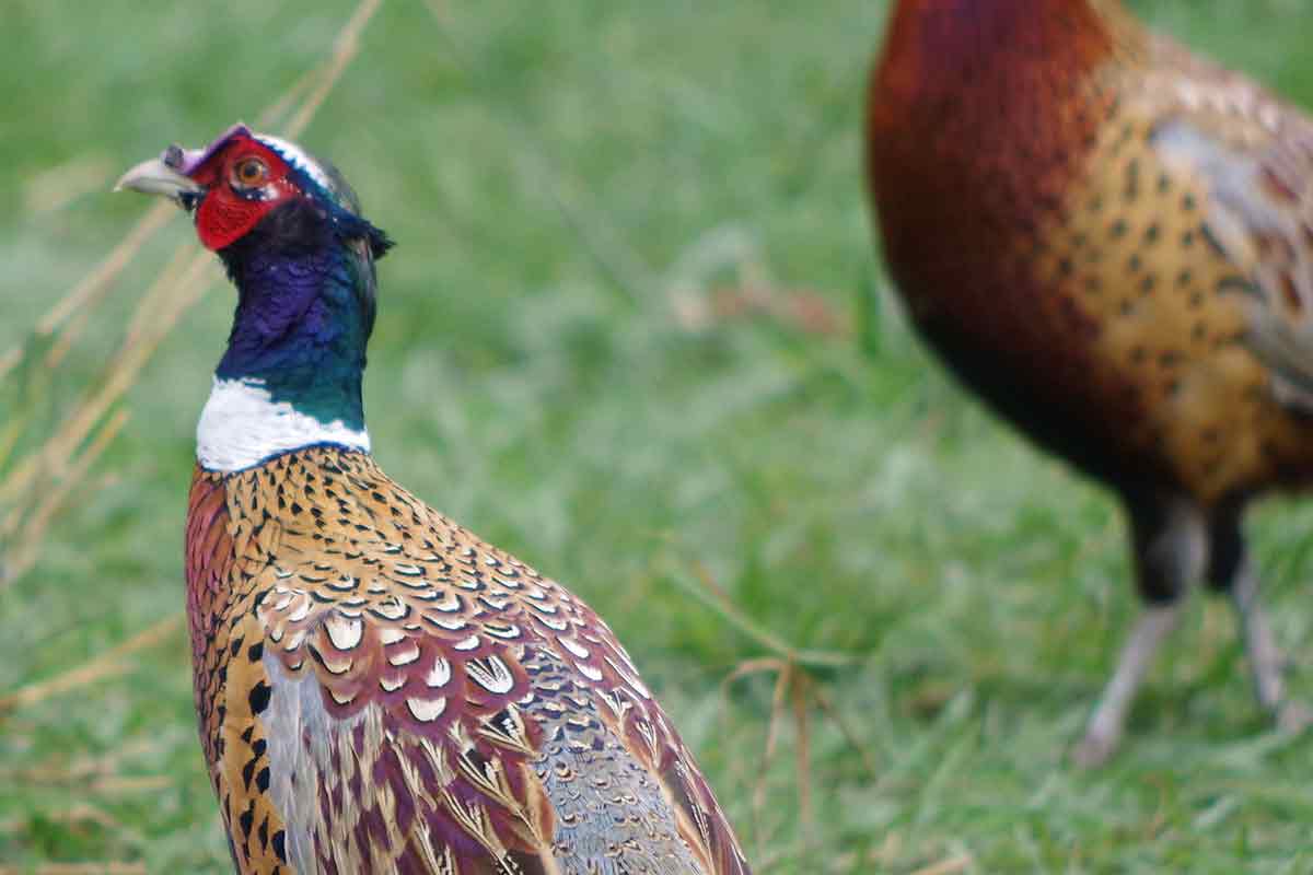Pheasant stockings support small game hunting.