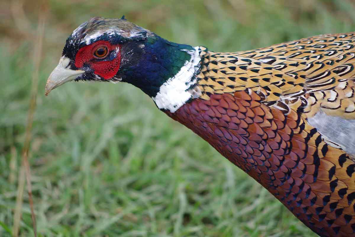 Stocked pheasants are headed solely to public lands in 2017.