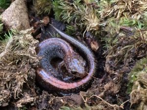 Whitetails proved more elusive than this salamander.
