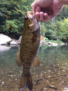 Pre-spawn smallmouth bass hit a variety of lures.