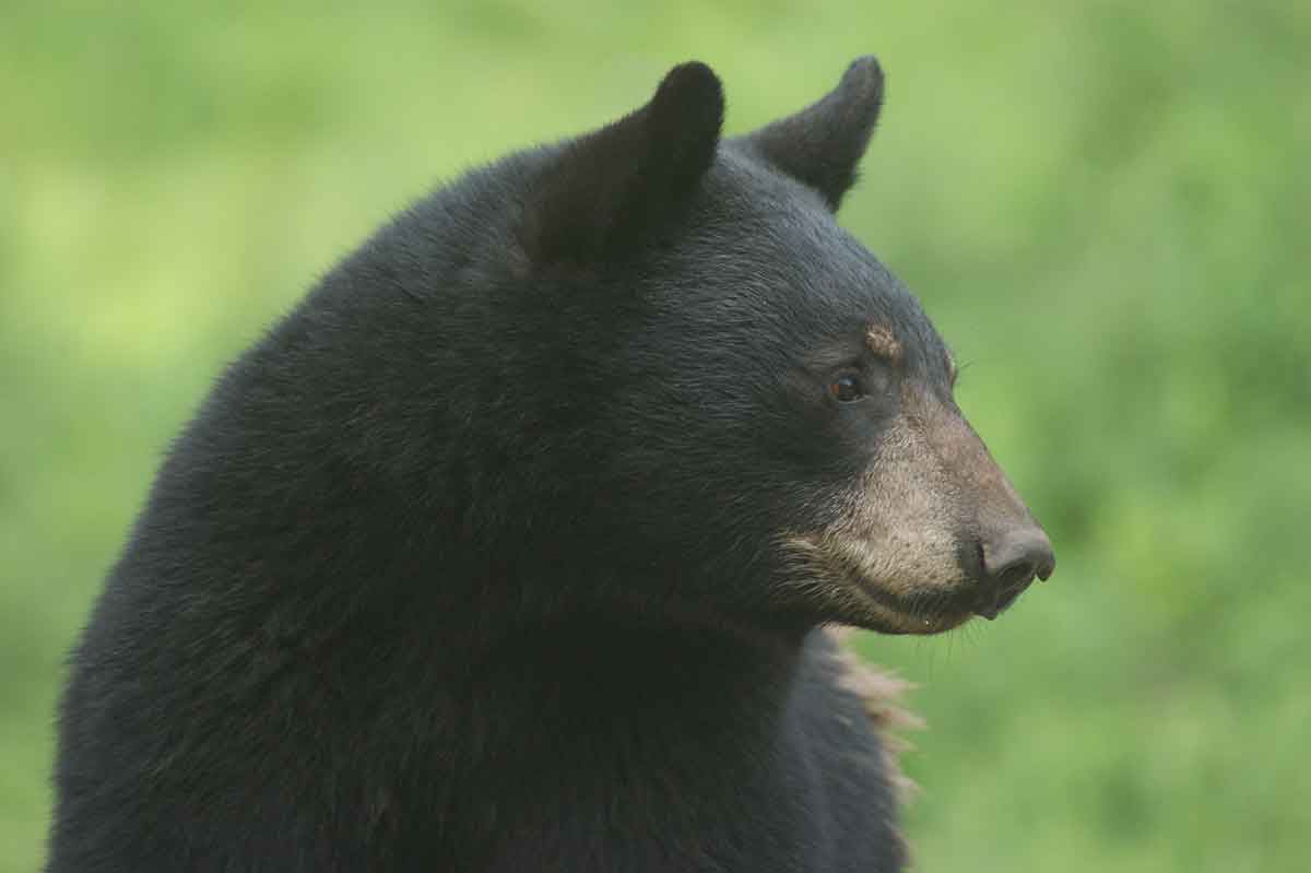 The statewide bear harvest is annually large.