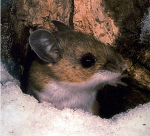 Trail shelters attract animals like this deer mouse.