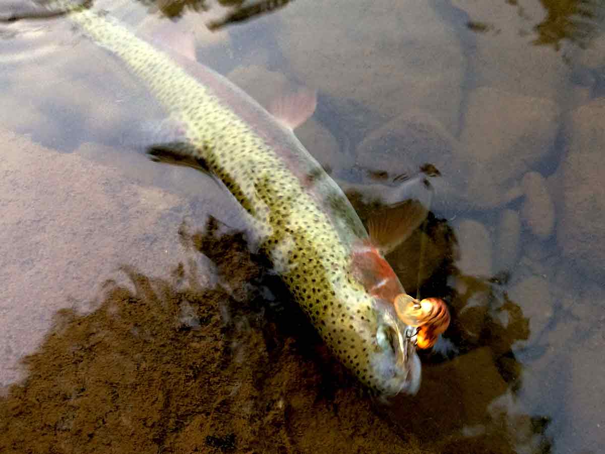 Fewer trout like this rainbow will be stocked in 2019 if the Fish and boat Commission closes hatcheries.