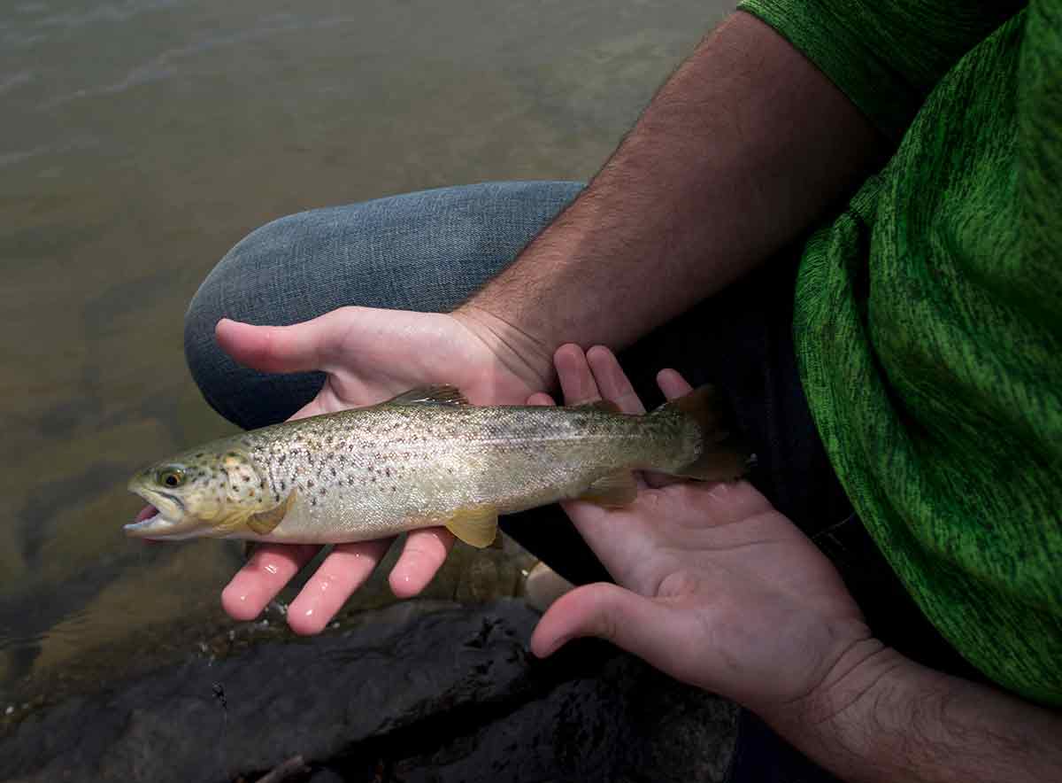 Brown trout stocked in a lake draw crowds, inlcuding one on an odyssey.